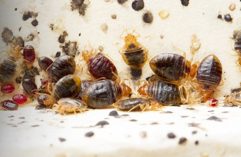 Bed Bugs Solutions