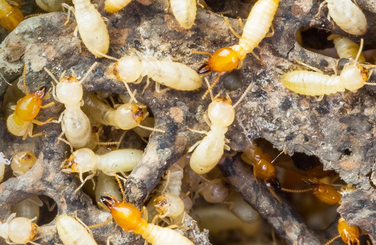 Termites Solutions